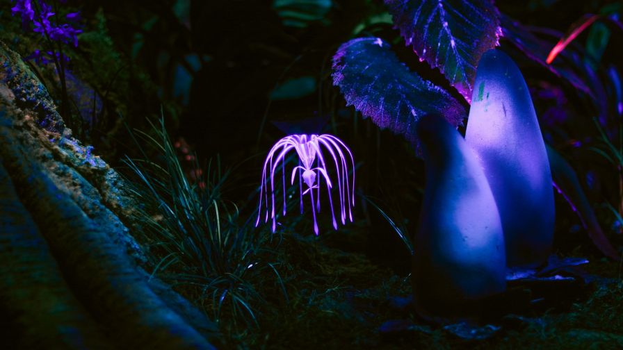 Fantastic plant glowing at dark HD Wallpaper