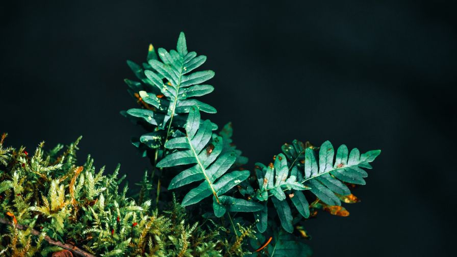 Fern leaves HD Wallpaper