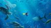 Finding Dory Hd Wallpaper for Desktop and Mobiles