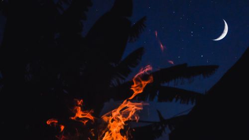 Fire burning trees at night HD Wallpaper