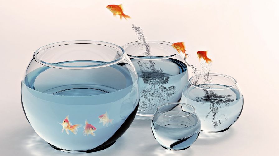 Fish escape from a glass HD Wallpaper