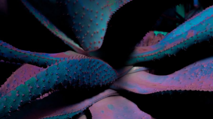 Flower spines HD Wallpaper