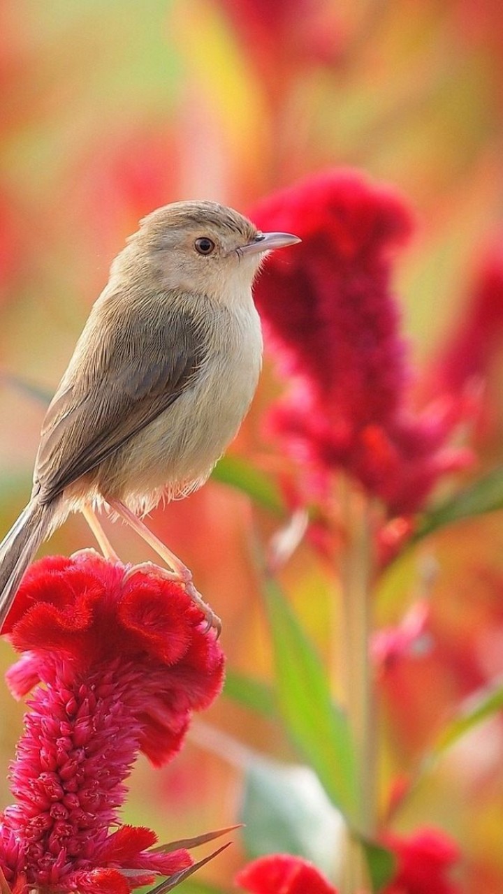Flowers and Birds Wallpaper for Desktop and Mobile ...