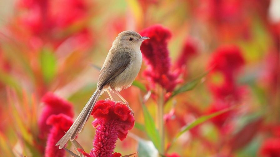 Flowers and Birds Wallpaper for Desktop and Mobile