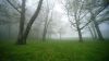 Foggy Morning HD Wallpaper