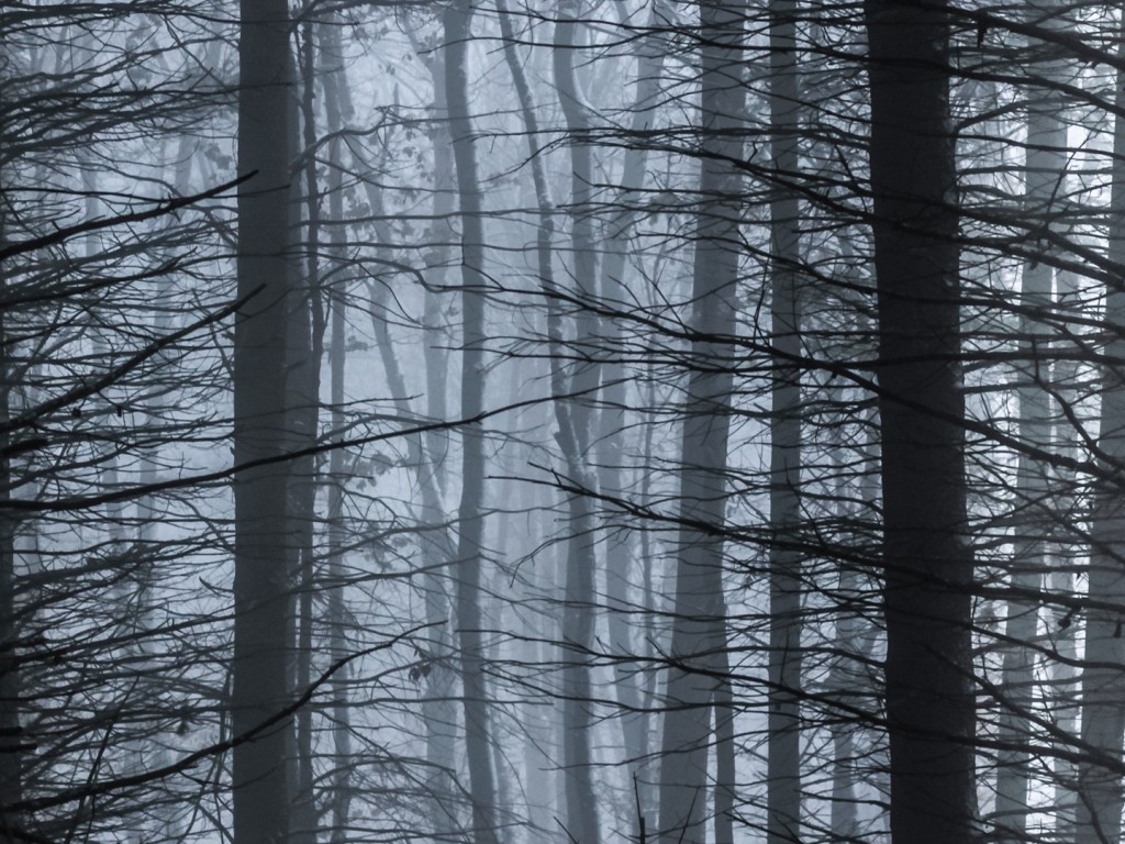 Fogy night at the forest HD Wallpaper