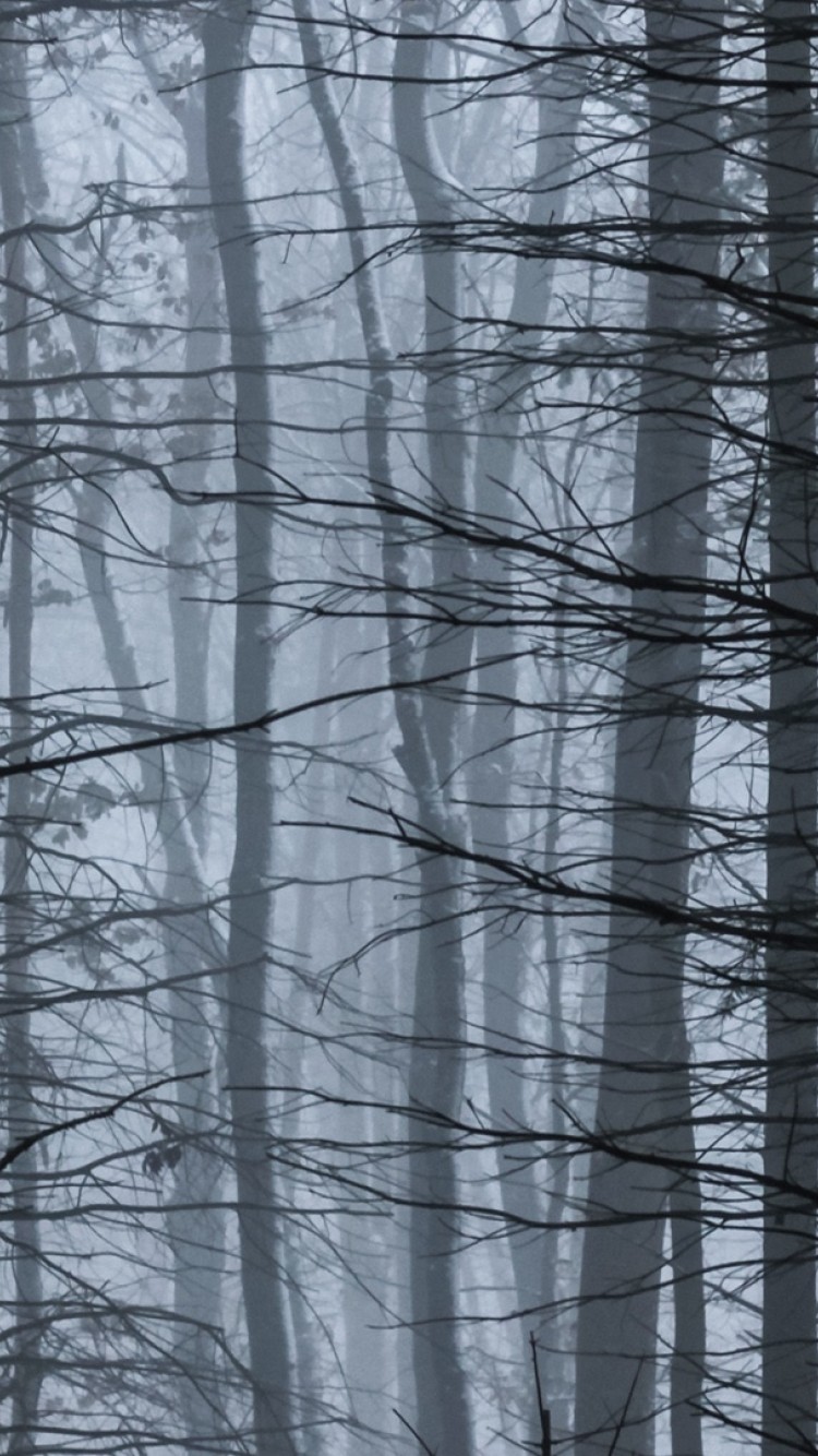 Fogy night at the forest HD Wallpaper