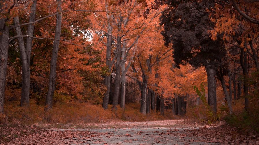 Foliage trees at the park HD Wallpaper