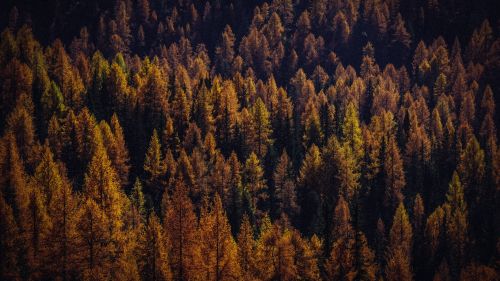 Forest aerial view HD Wallpaper