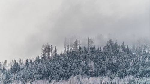 Forest at winter covered in fog HD Wallpaper