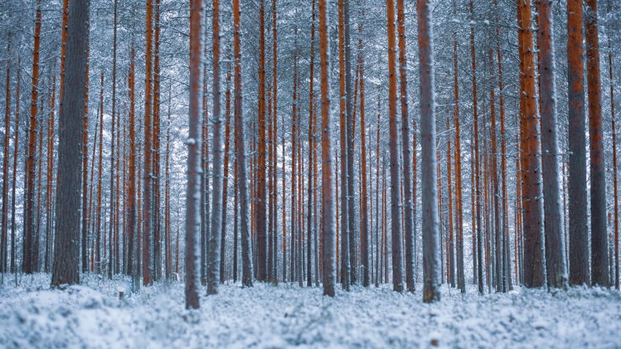 Forest covered in snow HD Wallpaper