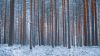 Forest covered in snow HD Wallpaper