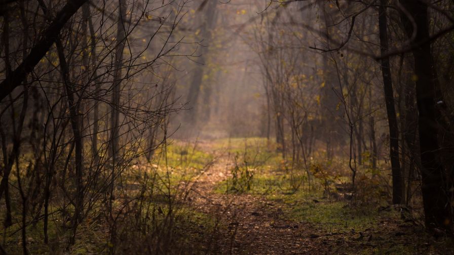 Forest path covered in fog HD Wallpaper