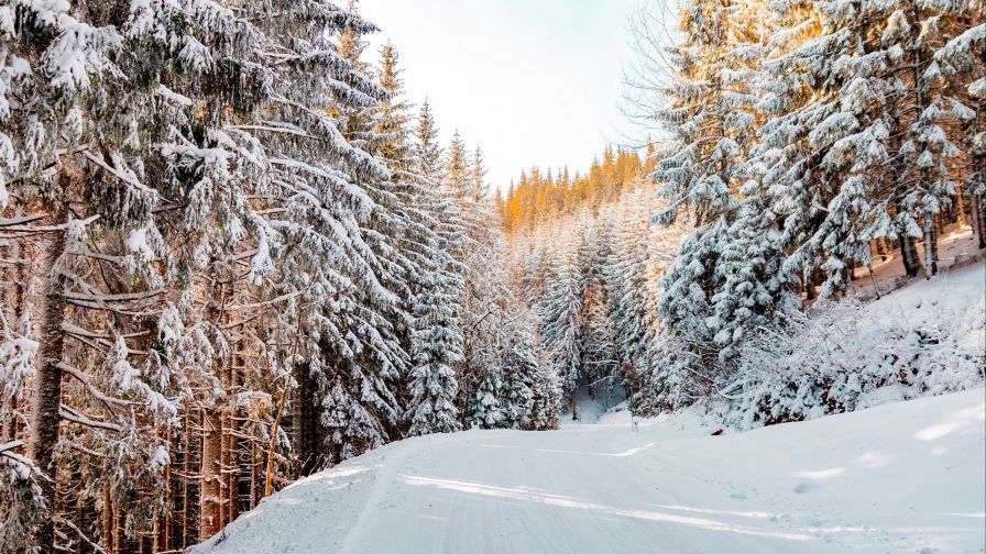 Forest road covered in snow HD Wallpaper