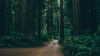 Forest road HD Wallpaper