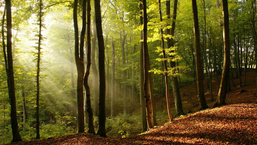 Forest trees nature HD Wallpaper available in different dimensions