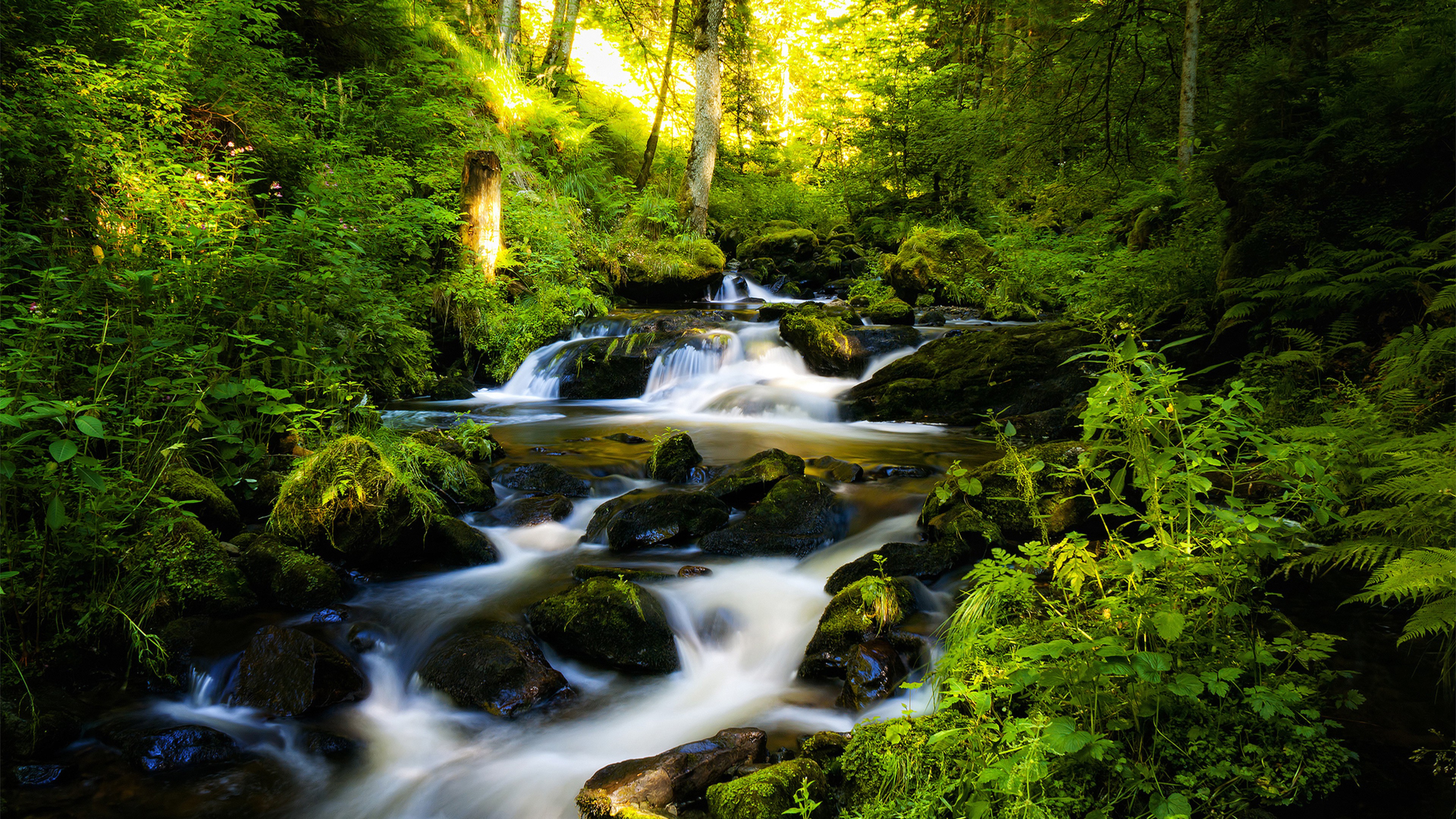 Forest Water Stream 4k Ultra Hd Hd Wallpaper