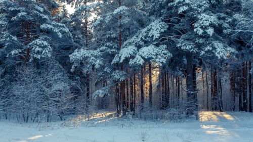 Forest winter landscape HD Wallpaper