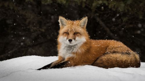 Fox Snow Forest Wallpaper for Desktop and Mobiles