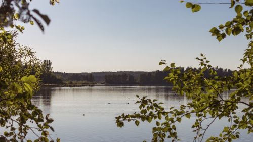 Frame of lake covered in branches HD Wallpaper