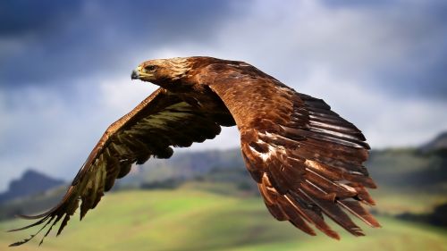 Free Download Golden and Mighty Eagle wallpaper