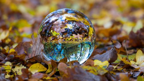 Free Glass Ball on Leaves Wallpaper for Desktop and Mobiles
