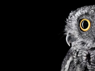 Free HD Cute Owl Wallpaper for Mobiles and Desktop