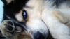 Free Siberian Husky Dog Wallpaper for Desktop and Mobiles