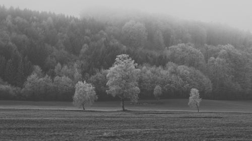 Frosty field HD Wallpaper