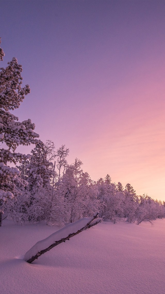 Frosty Sunrise Forest