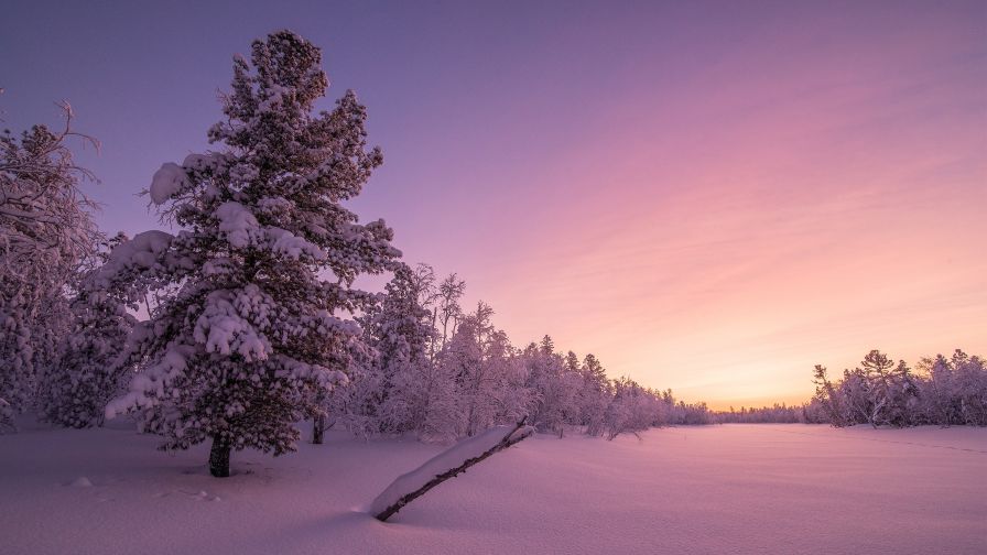 Frosty Sunrise Forest