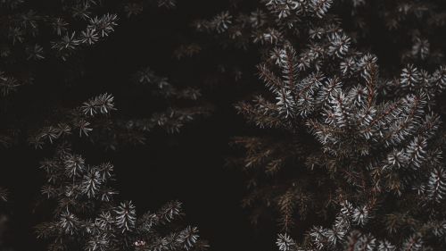 Frozen needles HD Wallpaper