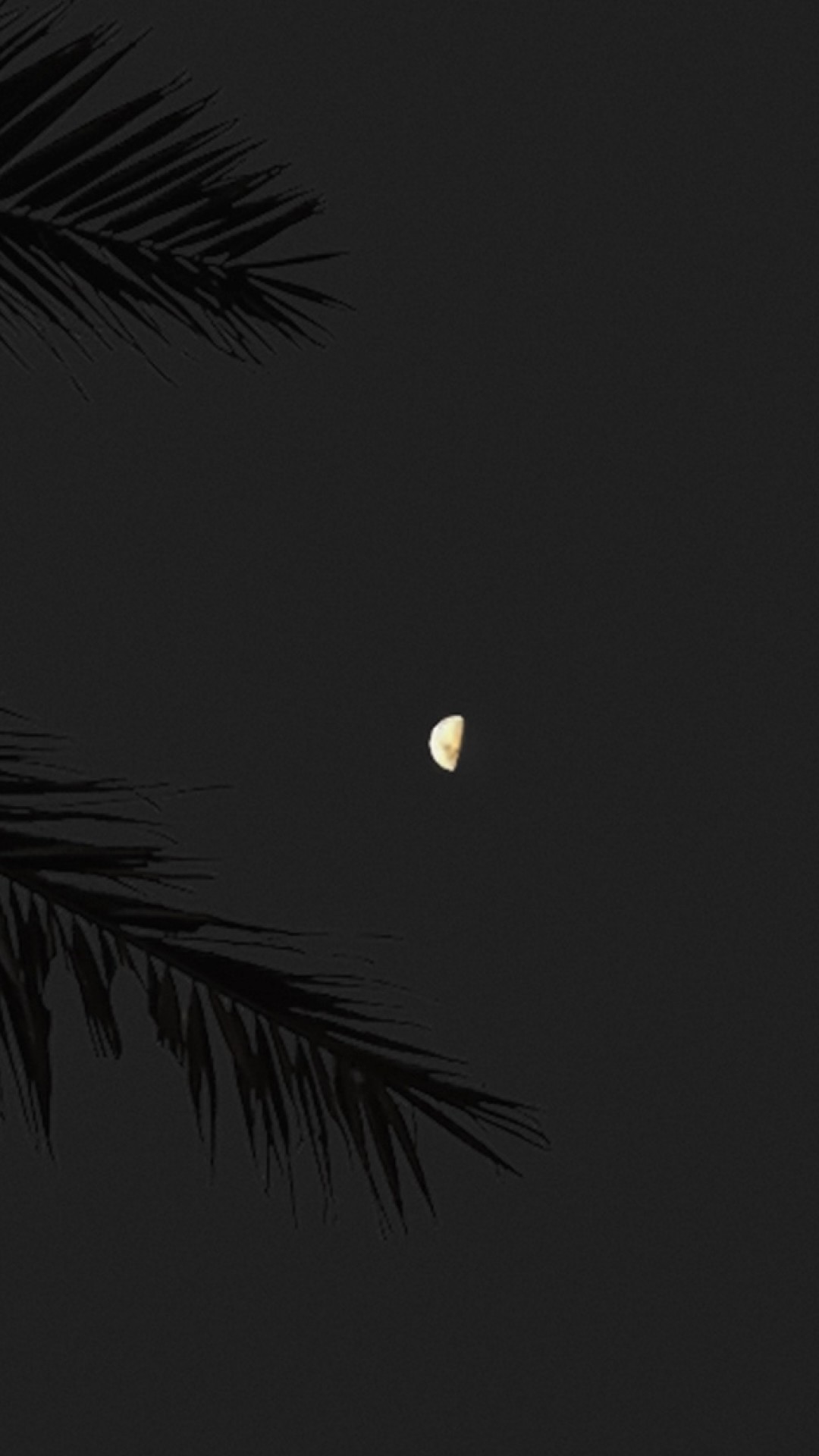 Full moon over tropical trees HD Wallpaper