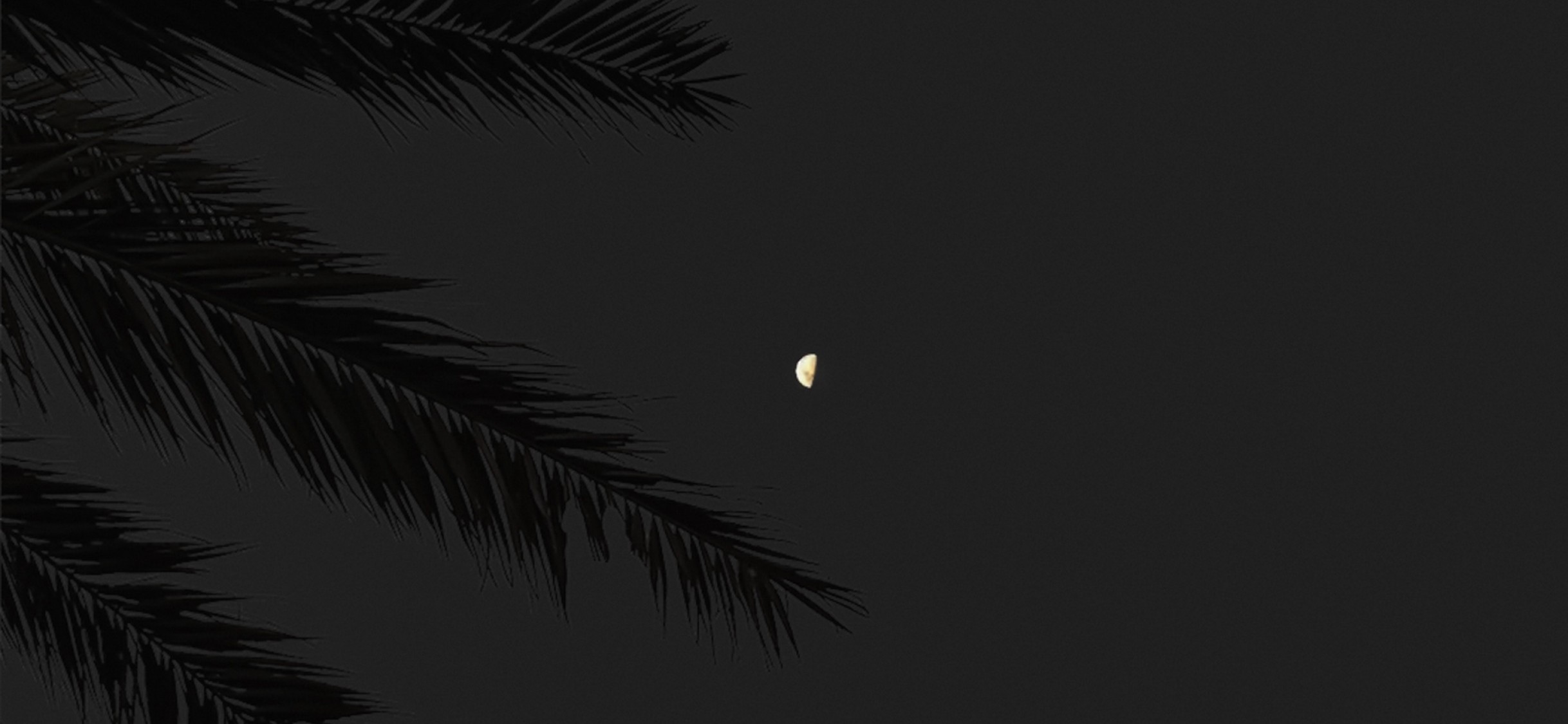 Full moon over tropical trees HD Wallpaper