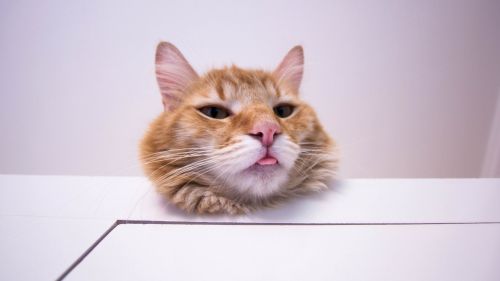 Funny cat's face HD Wallpaper