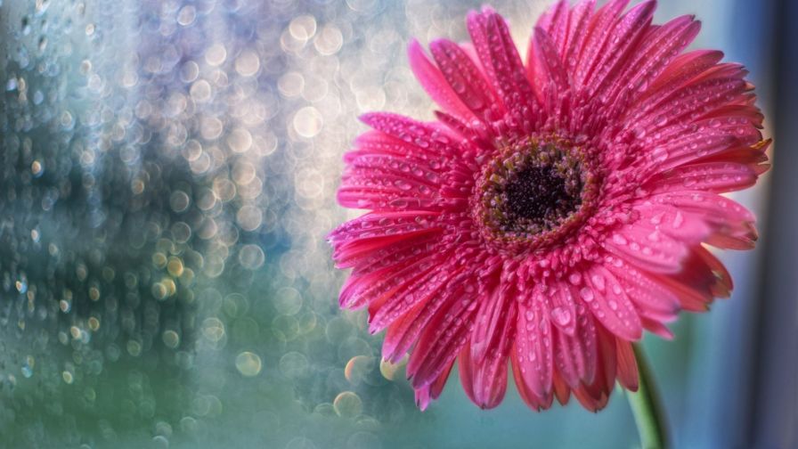 Gerbera HD Wallpaper