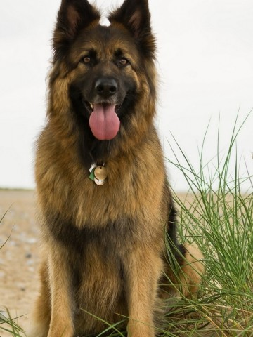 German shepherd in the grass HD Wallpaper