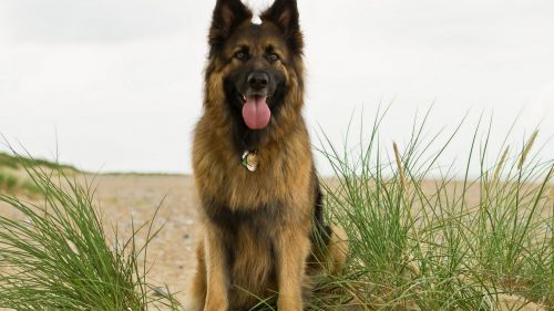 German shepherd in the grass HD Wallpaper