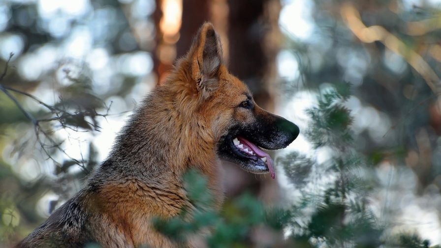 German Shepherd looking away HD Wallpaper