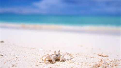 Ghost Crab HD Wallpaper