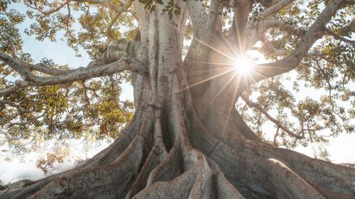 Giant tree roots HD Wallpaper