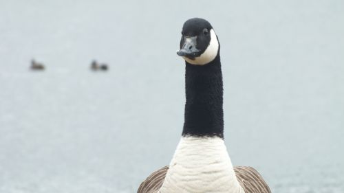 Goose HD Wallpaper