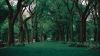Grass at the park HD Wallpaper