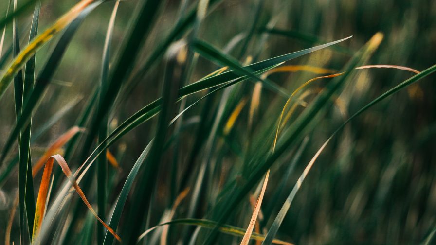 Grass macro image HD Wallpaper