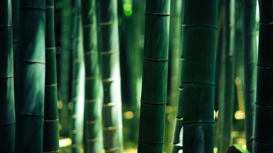 Green Bamboo HD Wallpaper