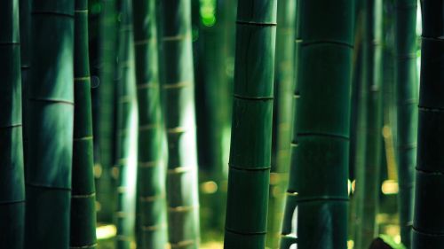 Green Bamboo HD Wallpaper