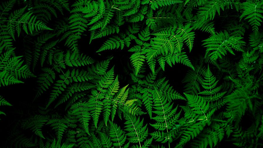 Green leaves HD Wallpaper