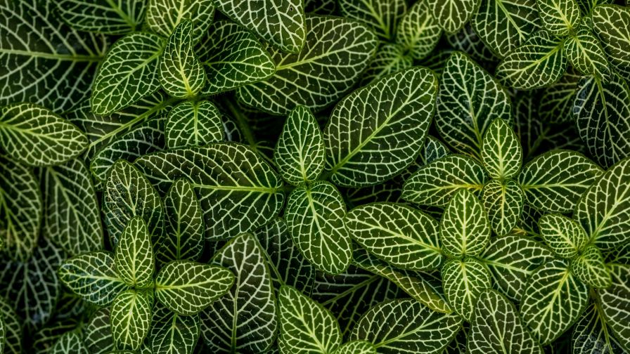 Green leaves macro image HD Wallpaper