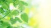 Green nature leaves HD Wallpaper