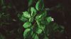 Green plant leaves HD Wallpaper